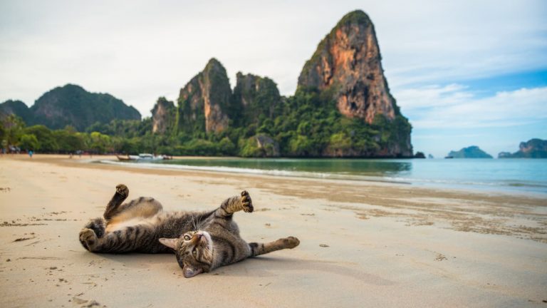 Province de Krabi : la perle de la mer Andaman