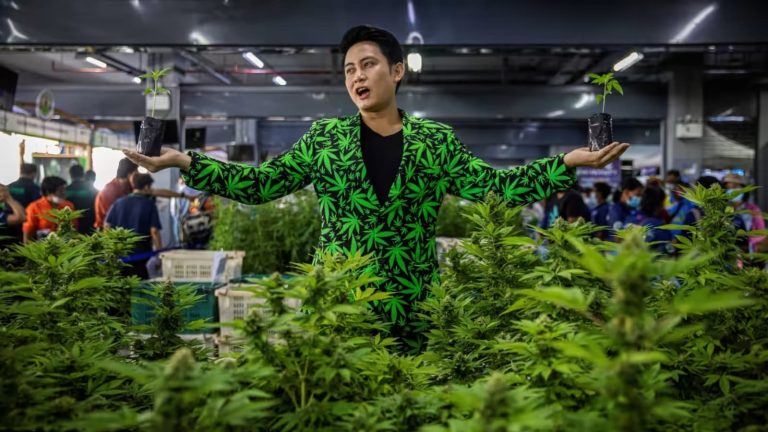 Ce que tu DOIS savoir sur le CANNABIS en Thaïlande en 2023