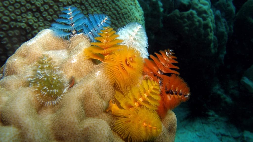 Admirer le milieu marin - Plongée à Koh Chang