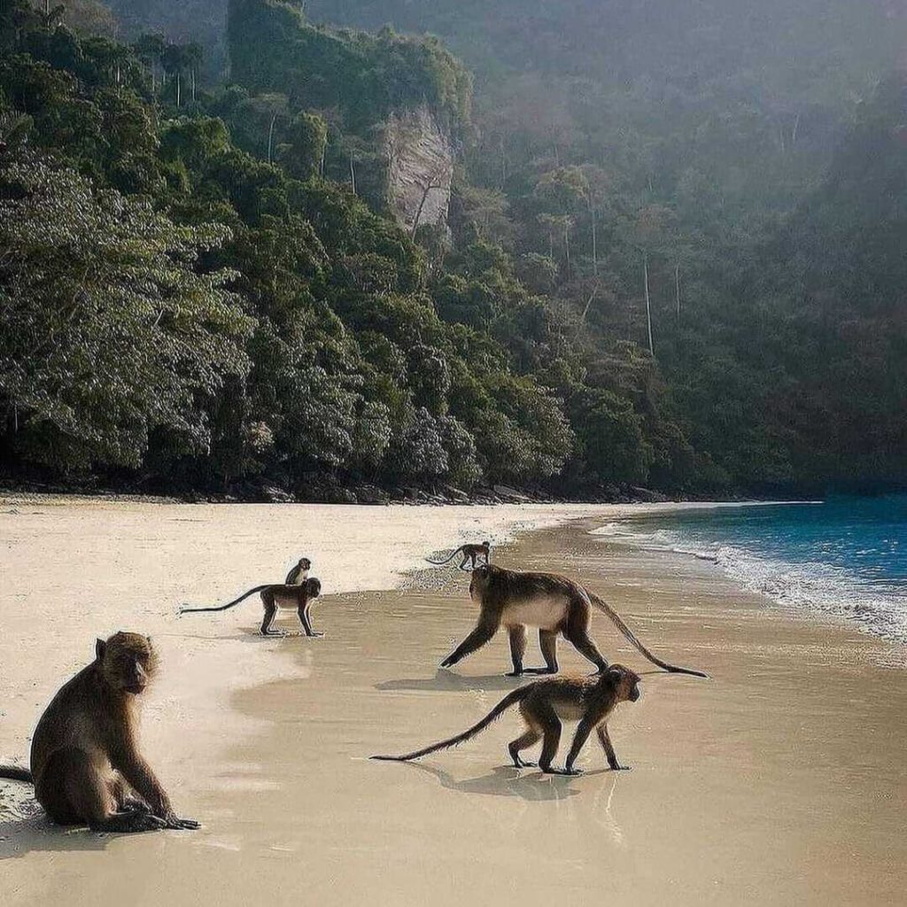 Monkeys on Monkey beach in Krabi province