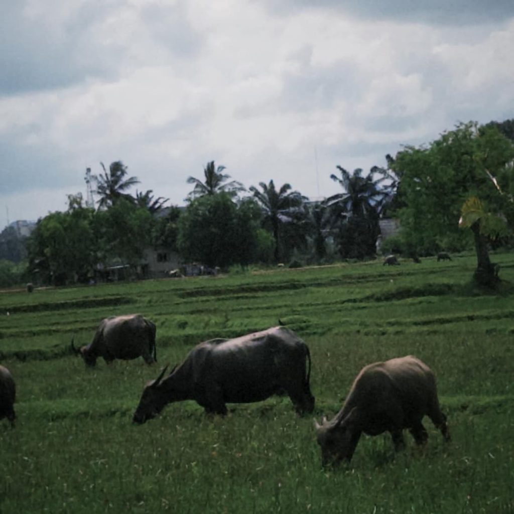 Beauvins in the village of Koh Klang in Krabi