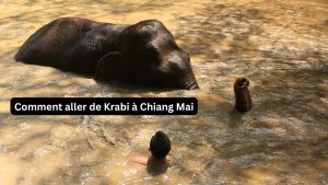Elephant à chiang mai