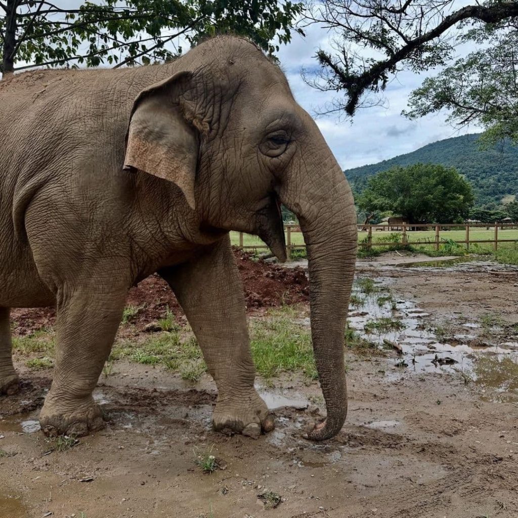 Sanctuaire d'éléphants éthique à Chiang Mai