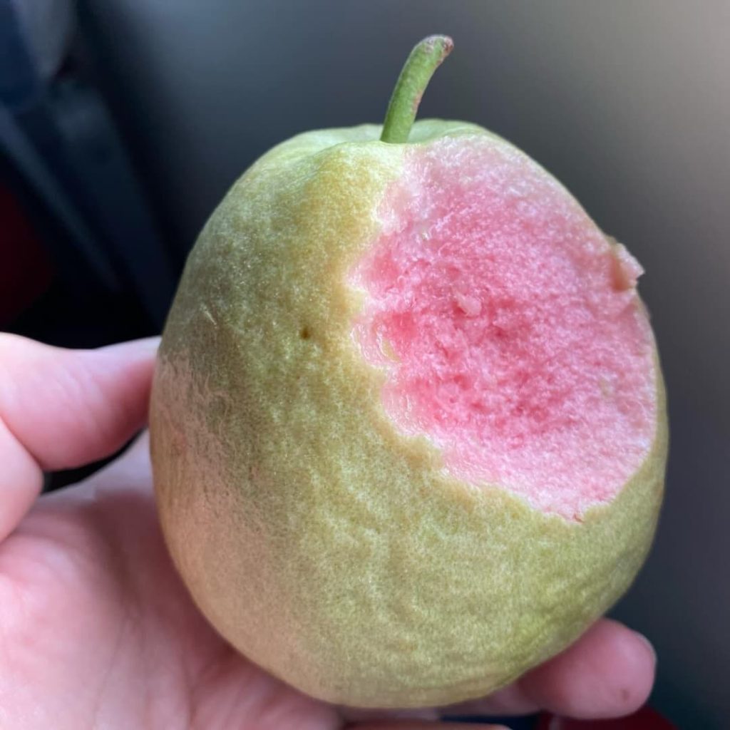 Goyave Farang Thaïlande